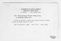 Gymnotelium blasdaleanum image